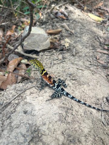 vale_do_pati_chapada_diamantina vale_do_pati_chapada_diamantina